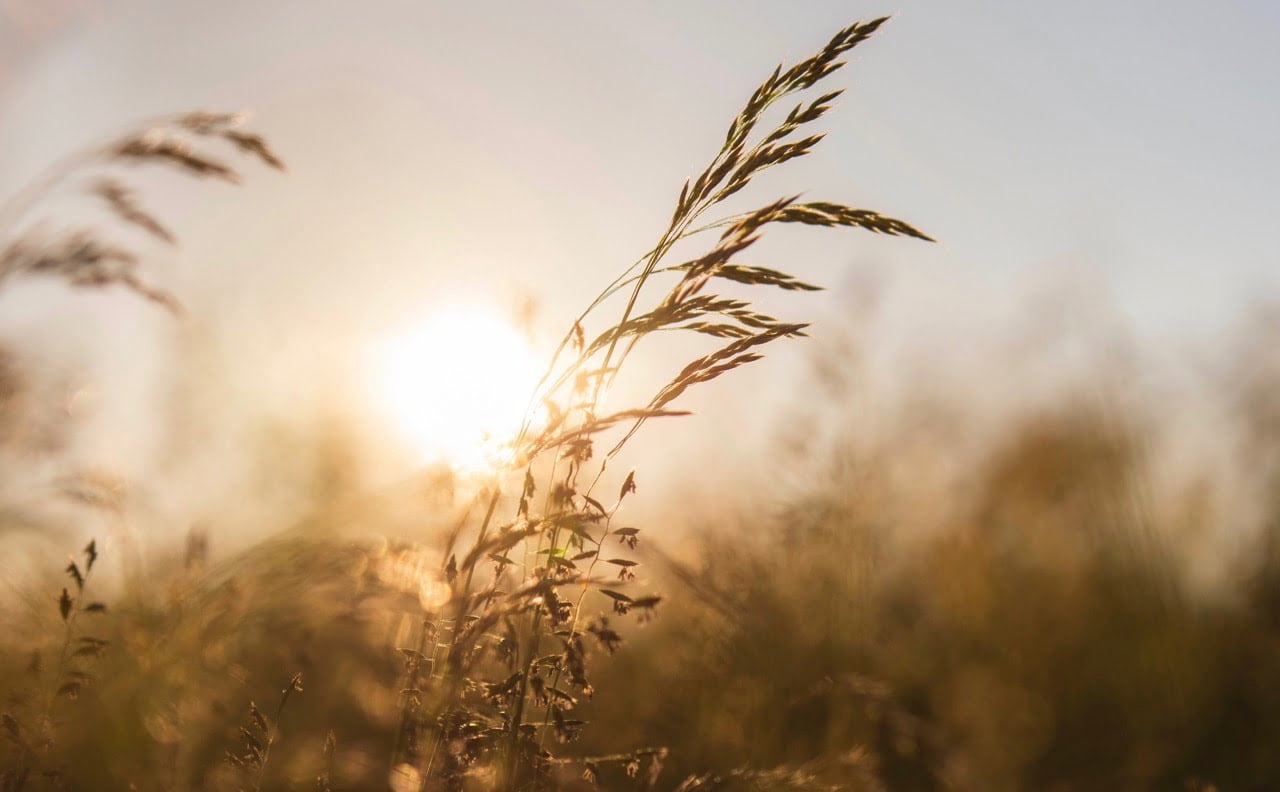 Grass in sunlight