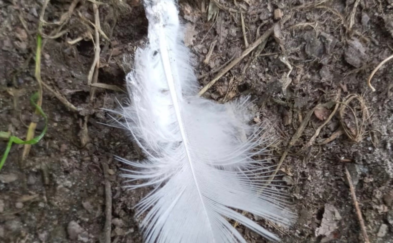 Feather