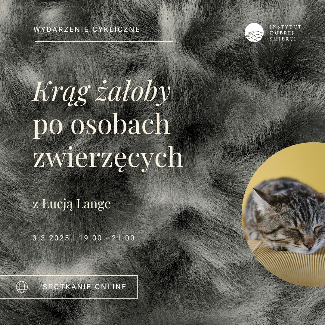 Leżący szary kot widziany od przodu